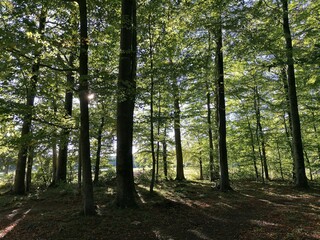 Fototapeta premium Waldrand