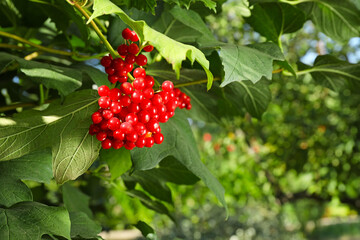 Ripe viburnum berries on tree