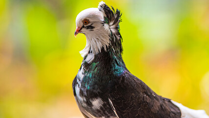 Pigeon at Penang Bird Park, Malaysia