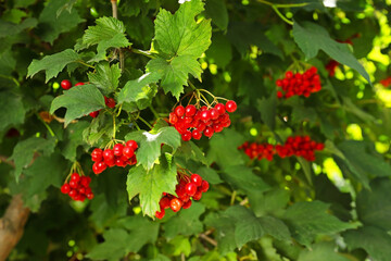 Ripe viburnum berries on tree