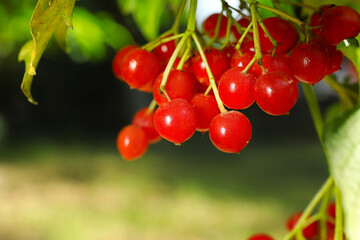 Ripe viburnum berries on tree, closeup