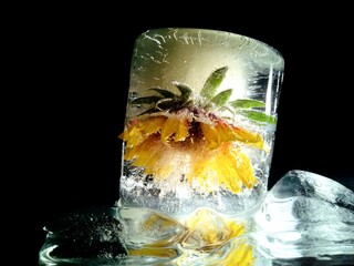 flower with yellow petals in ice among air bubbles