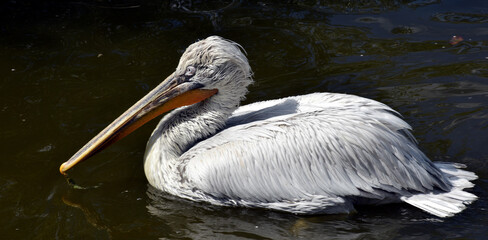 pelican on the beach