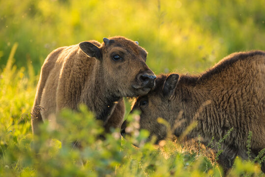 Bison calves (plains bison) in a prairie meadow at sunset, Elk Island National Park, Alberta, Canada