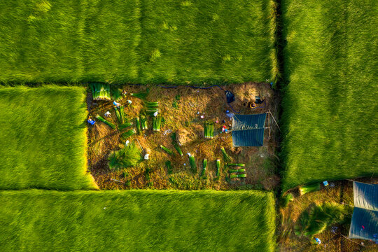 The farmers who grow and harvest sedge in Vung Liem, Vinh Long, Vietnam, Indochina