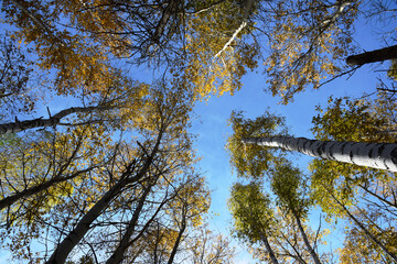 trees and sky