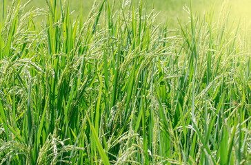 The rice plant in the field producing grain, light fair.