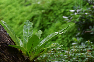 Natural green leaves Looks beautiful and refreshing	