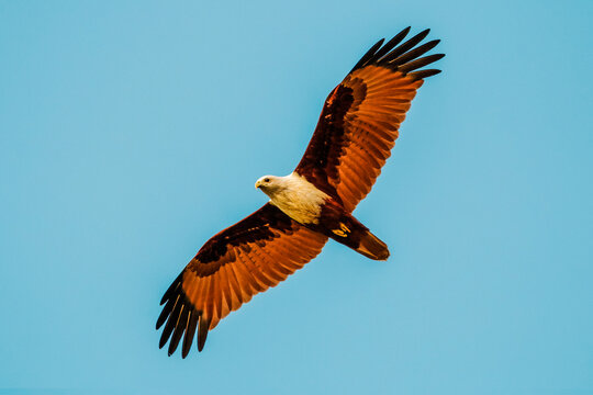 Brahminy kite (Haliastur indus), common here due to fish scraps at Kizhunna Beach on the Kerala North coast, Kannur, Kerala, India