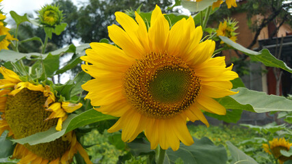 Young green sunflowers grow in garden yards. The flowers that will grow will be beautiful