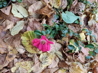 Rose among autumn leaves 