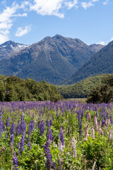 Fototapeta premium The lupins technically bloom from spring to summer (September-February) in New Zealand, however “peak” lupin season in Mackenzie Country is usually from mid-November until just after Christmas.