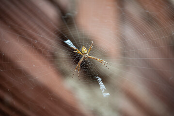 argiope argentata small on a web