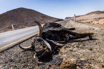 Fototapeta na wymiar Dead cattle next to the road in Sudan