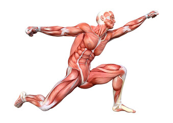 3D Rendering Male Anatomy Figure on White