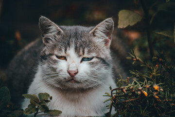 cute cat in the forest at sunset