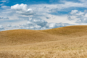 Fototapeta premium Colline di Montalcino in provincia di SIENA