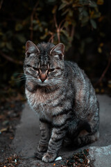 cute cat in the forest at sunset