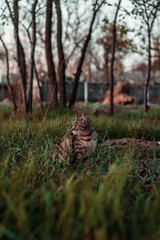 cute cat in the forest at sunset
