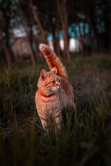 cute cat in the forest at sunset