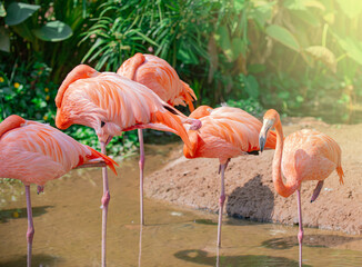 The flamingos live in flocks, with long legs and beautiful feathers, they walk to find food in the water.