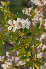 Fototapeta premium Branches of blooming cherry tree in a spring orchard.
