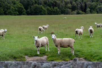 Obraz na płótnie Canvas There are a lot of sheep in New Zealand. There are in fact an estimated 10 sheep to every Kiwi (New Zealanders, not the bird).