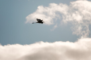 Great white egret flying in the blue cloudy sky