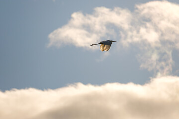 Great white egret flying in the blue cloudy sky