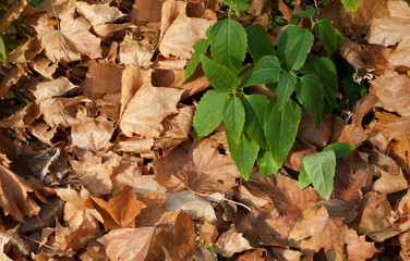 Green and fallen leaves