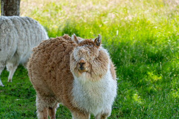 About 85% of the alpaca in New Zealand are huacaya. Alpaca can live up to 20 years.