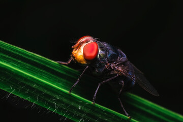 Blow fly, carrion fly, bluebottles or cluster fly Close up macro 