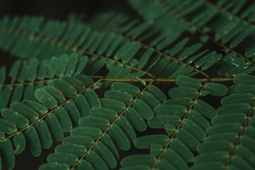 tropical leaves, abstract green leaves texture, nature background
