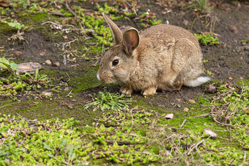 Wild hare profile.Hare sitting on the ground.