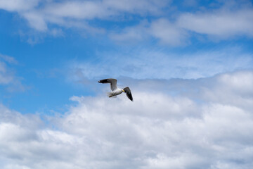 The common gull or sea mew is a medium-sized gull that breeds in the Palearctic, northern Europe, and northwestern North America. The North American subspecies is commonly referred to as the mew gull.