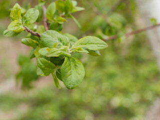 Fototapeta na wymiar Branch of apple tree with small leaves.