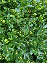 Green Boxwood in Close-up