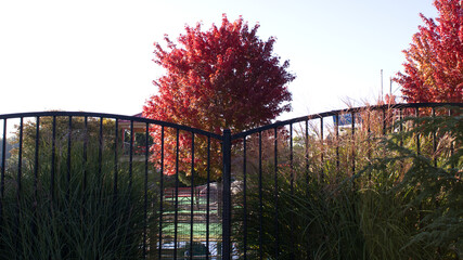 Fenced in Red Maple Tree