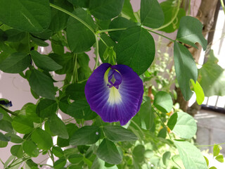 blue iris flower