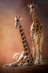 artistic portrait of two giraffes one standing one sitting before a brown background © Ralph Lear