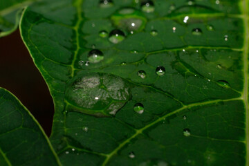 droplets of water on a plant leaf