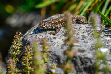 lizard on the rock