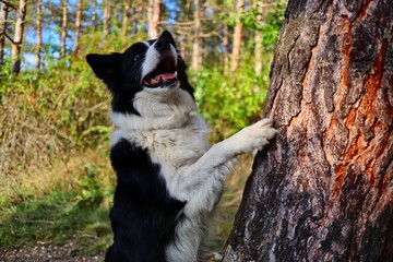 Close-up of Cute Border Collie with Adorable Look on its Face Jumping with its Paw on Tree Trunk during Autumn Sunny Day. Portrait of Black and White Dog in the Forest.