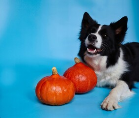 Smiling Border Collie with Orange Pumpkins Isolated on Blue. Head Portrait of Lying Black and White Dog.