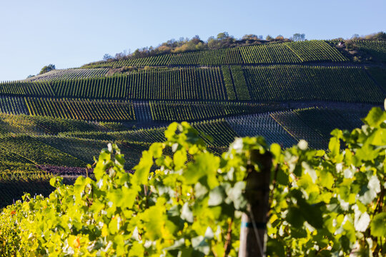 Weinberg 