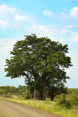 Dirt road in South African Game Reserve