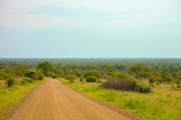 Fototapeta na wymiar Dirt road in South African Game Reserve