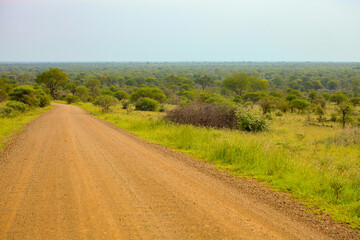 Fototapeta na wymiar Dirt road in South African Game Reserve