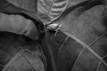 stink bug on leaf