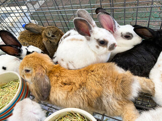 cute baby rabbit sitting in the cage at the outdoor pet shop,pet sell,